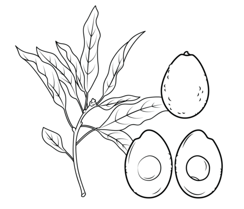 Avocado Branch, Whole Avocado And Cross Section Coloring Page